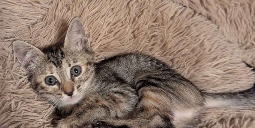 Billie Meow-liday