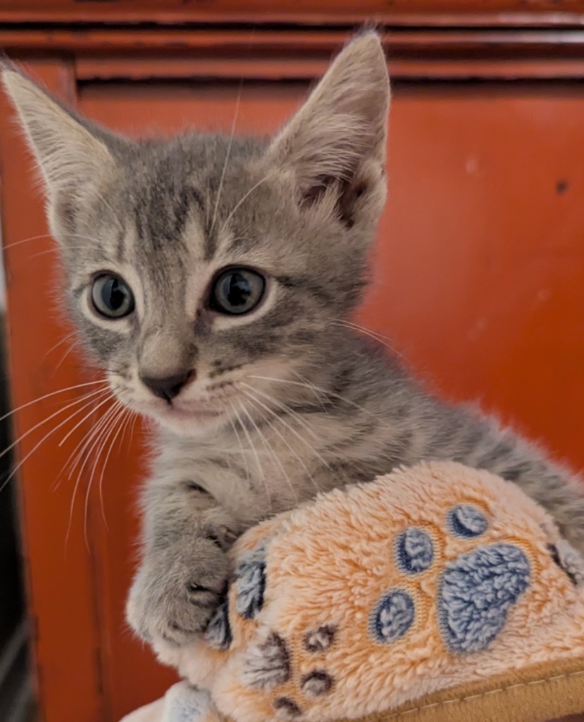George Purrshwin