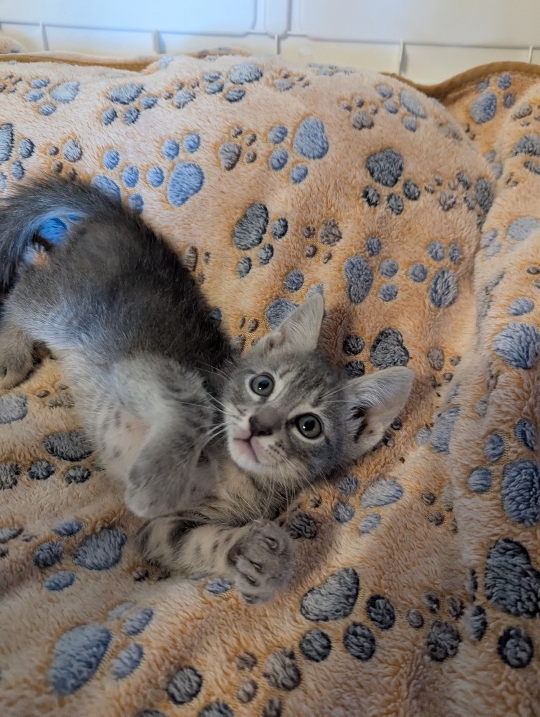 George Purrshwin