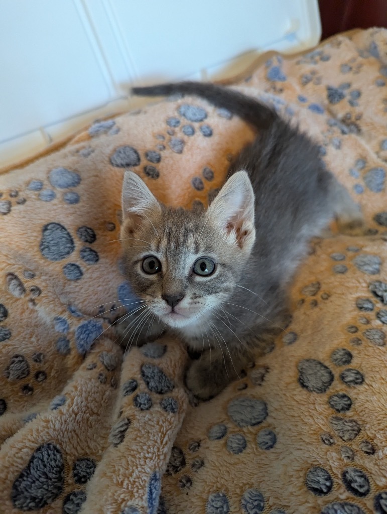 George Purrshwin