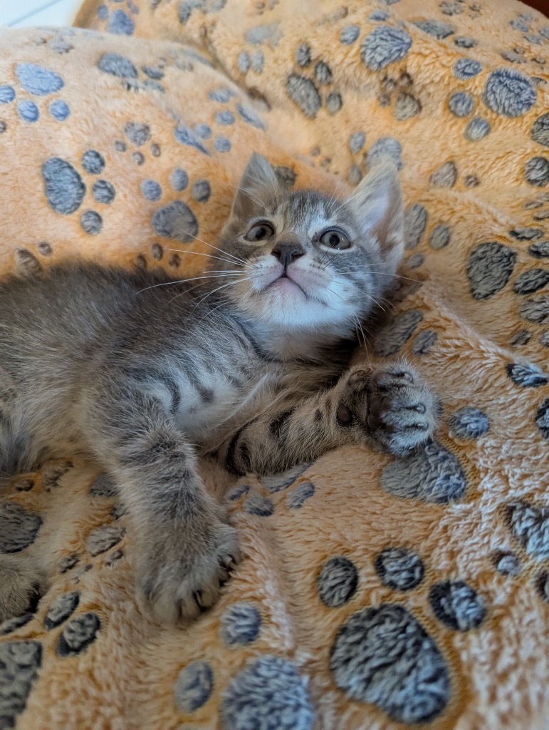 George Purrshwin