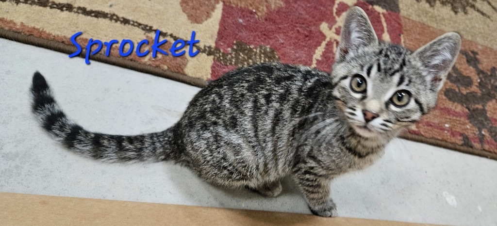Sproket, an adoptable Domestic Short Hair in Cloquet, MN, 55720 | Photo Image 1