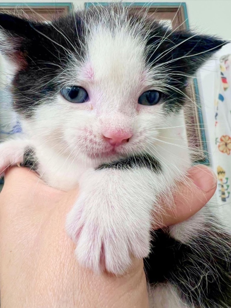 Frankie, an adoptable Domestic Short Hair in Cloquet, MN, 55720 | Photo Image 2