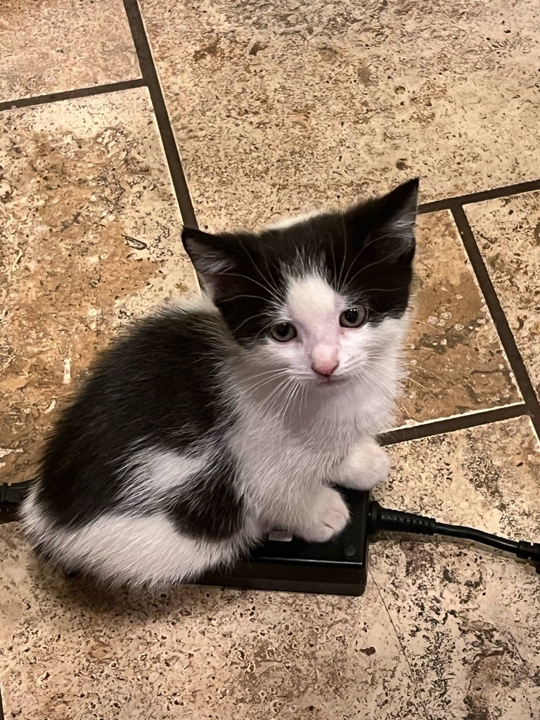 Frankie, an adoptable Domestic Short Hair in Cloquet, MN, 55720 | Photo Image 3