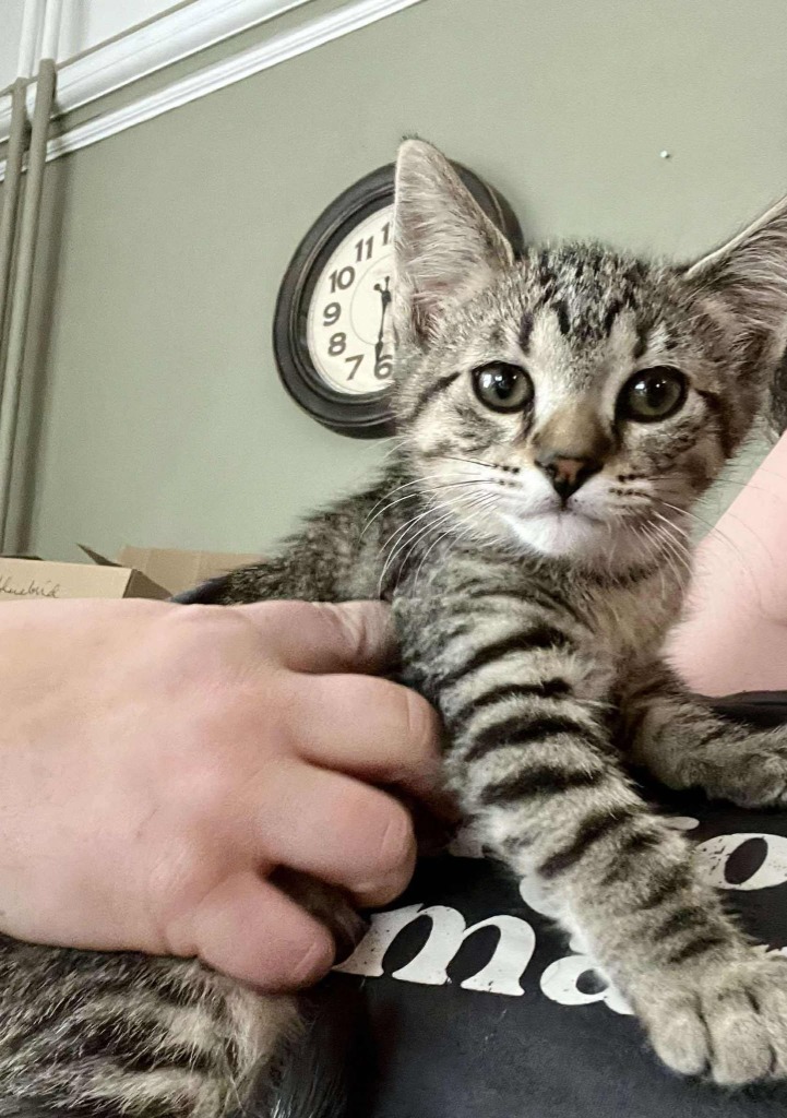 Feta, an adoptable Domestic Short Hair in Cloquet, MN, 55720 | Photo Image 1