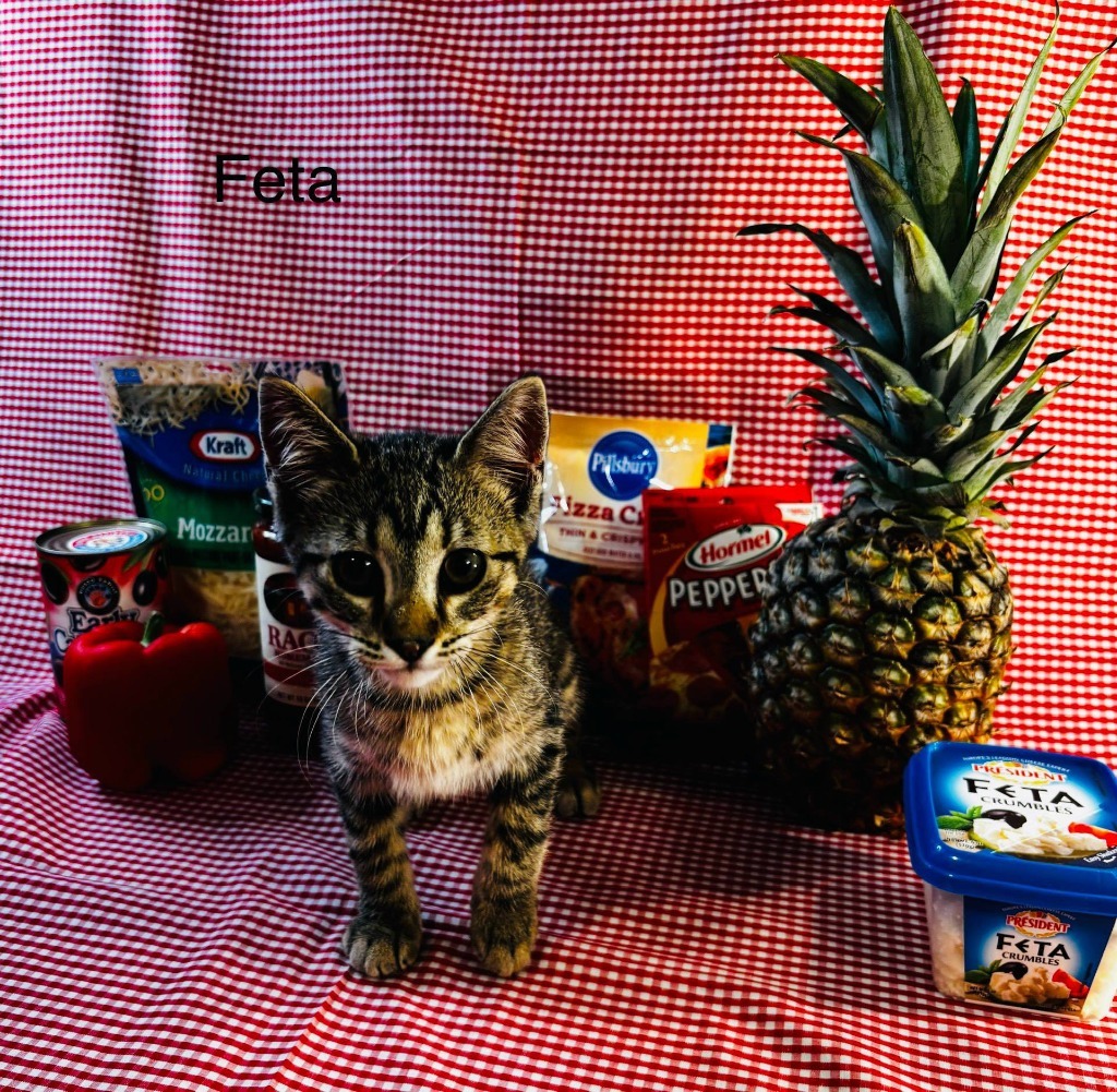 Feta, an adoptable Domestic Short Hair in Cloquet, MN, 55720 | Photo Image 2