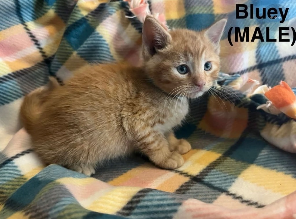 Bluey, an adoptable Domestic Short Hair in Cloquet, MN, 55720 | Photo Image 1
