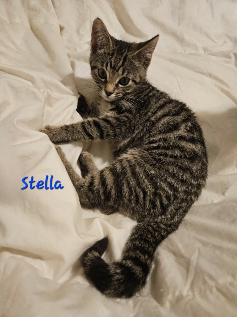Stella, an adoptable Domestic Short Hair in Cloquet, MN, 55720 | Photo Image 1