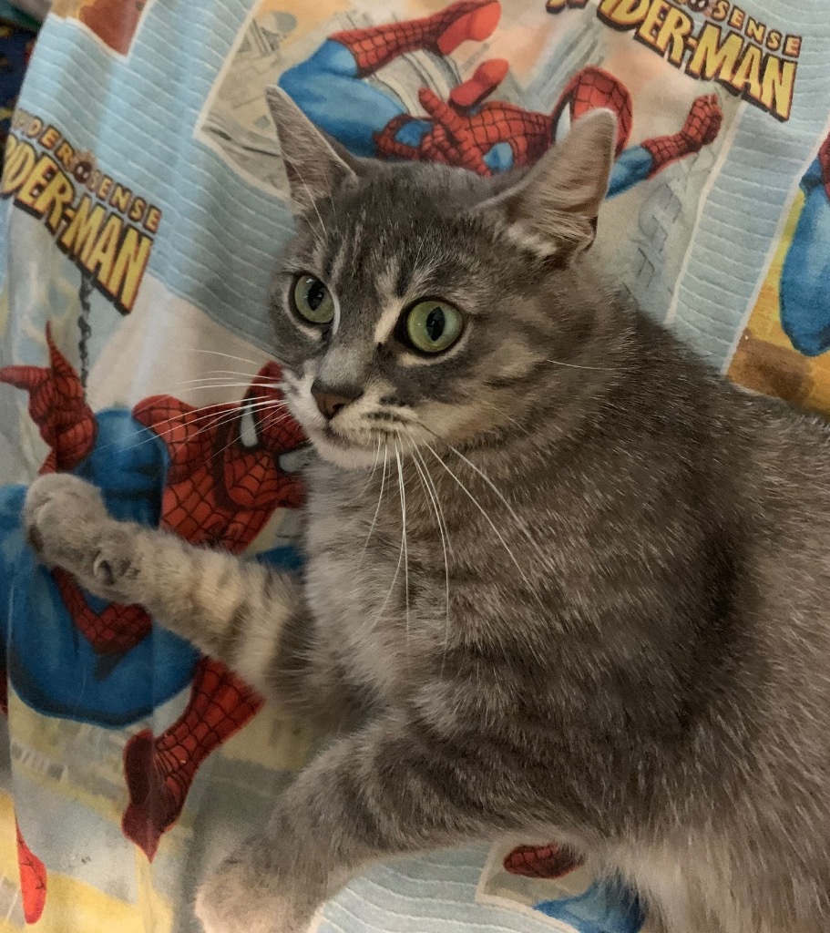 Noreen, an adoptable Domestic Short Hair in Cloquet, MN, 55720 | Photo Image 1