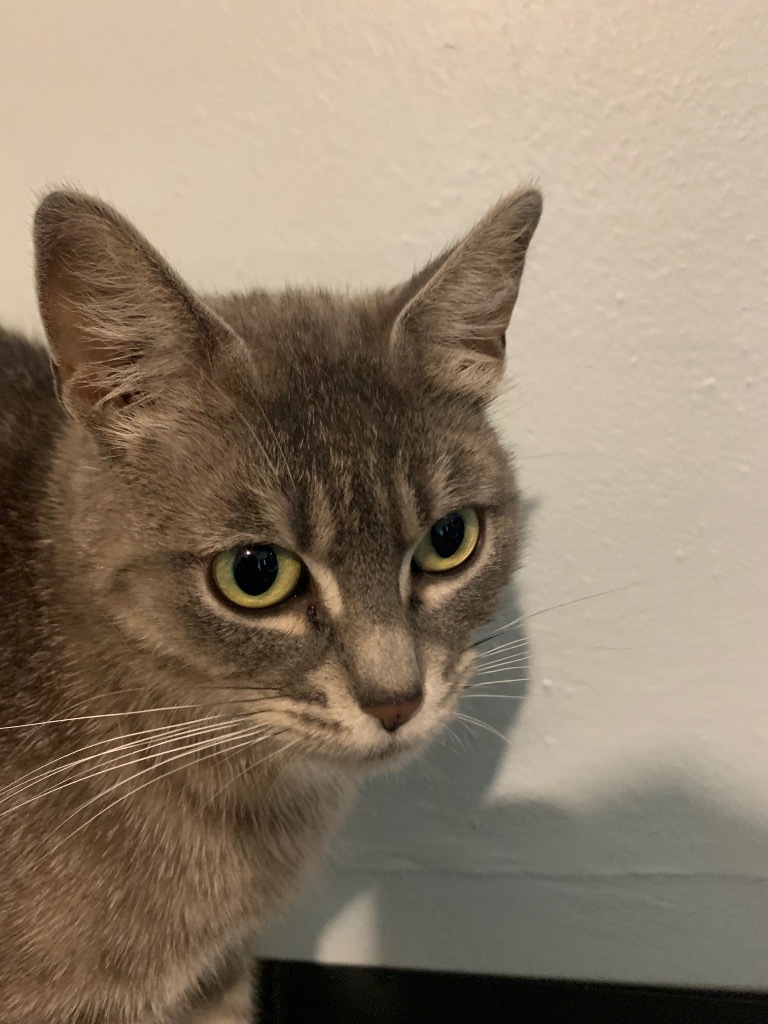 Noreen, an adoptable Domestic Short Hair in Cloquet, MN, 55720 | Photo Image 2