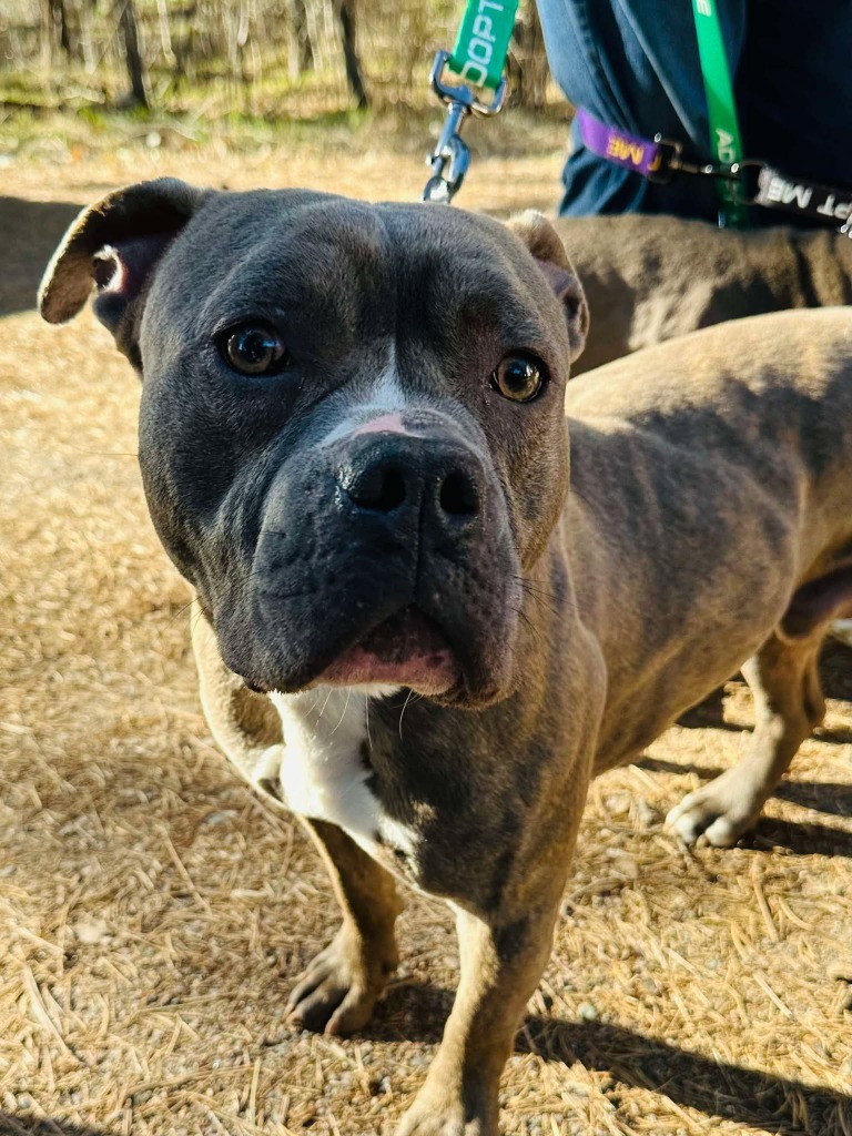 Yogi, an adoptable Pit Bull Terrier in Cloquet, MN, 55720 | Photo Image 1