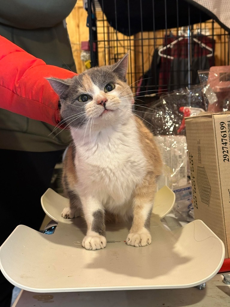 Hera, an adoptable Domestic Short Hair in Cloquet, MN, 55720 | Photo Image 1