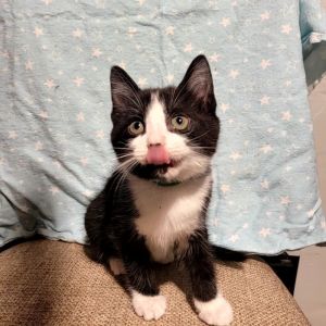 Wakko, Baby Male Domestic Short Hair