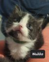 Wakko photo 2