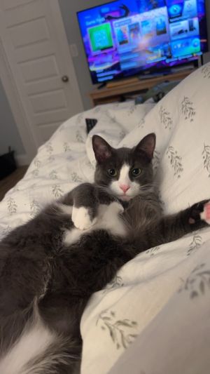 Gizmo, Young Male Domestic Short Hair