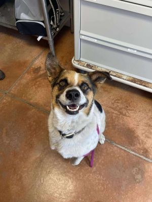 Mickey, Adult Male Australian Cattle Dog / Blue Heeler