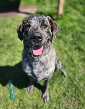 Primary Color Brown Brindle Secondary Color Silver Weight 89lbs