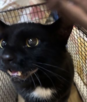 Primary Color Black Secondary Color White Weight 106875lbs Age 1yrs 0mths 1wks Animal has been 