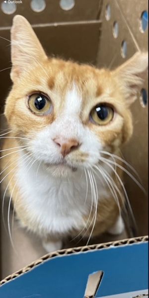 Meet Gum Drop - A Sweetheart in Need of a Loving Foster NOTHING Beats an Orange Tabby Cat All arou