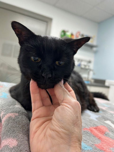 Little Liza - 20 years young! SO EASY! FOSTER ASAP