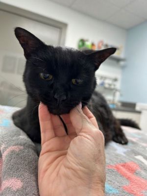 Little LIZA - What a girl 20 Years Young  Looking for Love NEEDs a PLACE for Attention Rest and