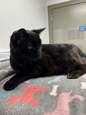 Foster Needed for Sweet Senior Cat - Little Liza SHE IS HILARIOUS Big Personality 20 Years Young 
