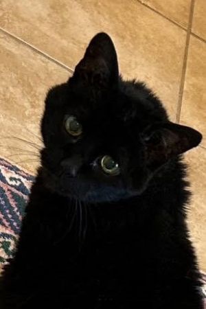 Foster Needed for Sweet Senior Cat - Little Liza SHE IS HILARIOUS Big Personality 20 Years Young 