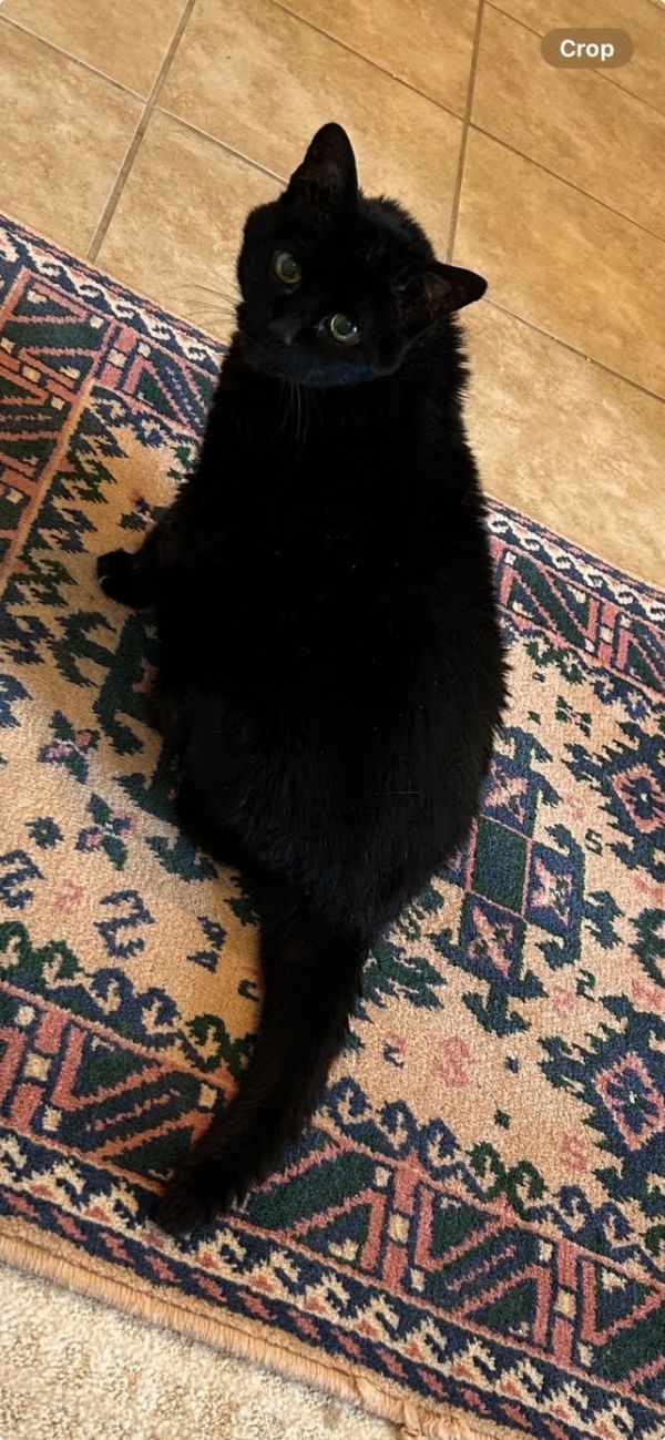 Little Liza Two Decades thumbnail 2