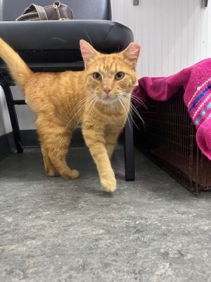 Meet Sal - A Charming Ginger Tabby with a Heart of Gold Sal is the definition of irresistible - a