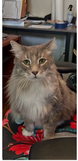 Harley - Gentle Giant - ASAP Foster/Perm. Home