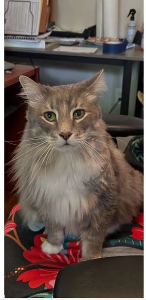HARLEY NEEDS A FOSTER AND PERMANENT HOME ASAP RESCUE FULL ALL SUPPLIES PROVIDED VERY HEALTHY EAS