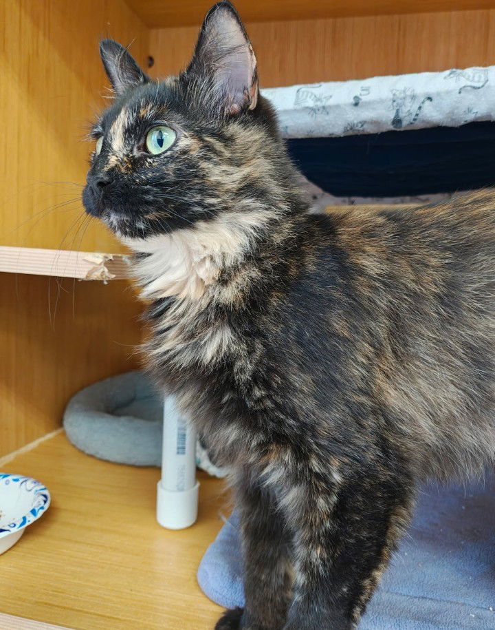 Stella
