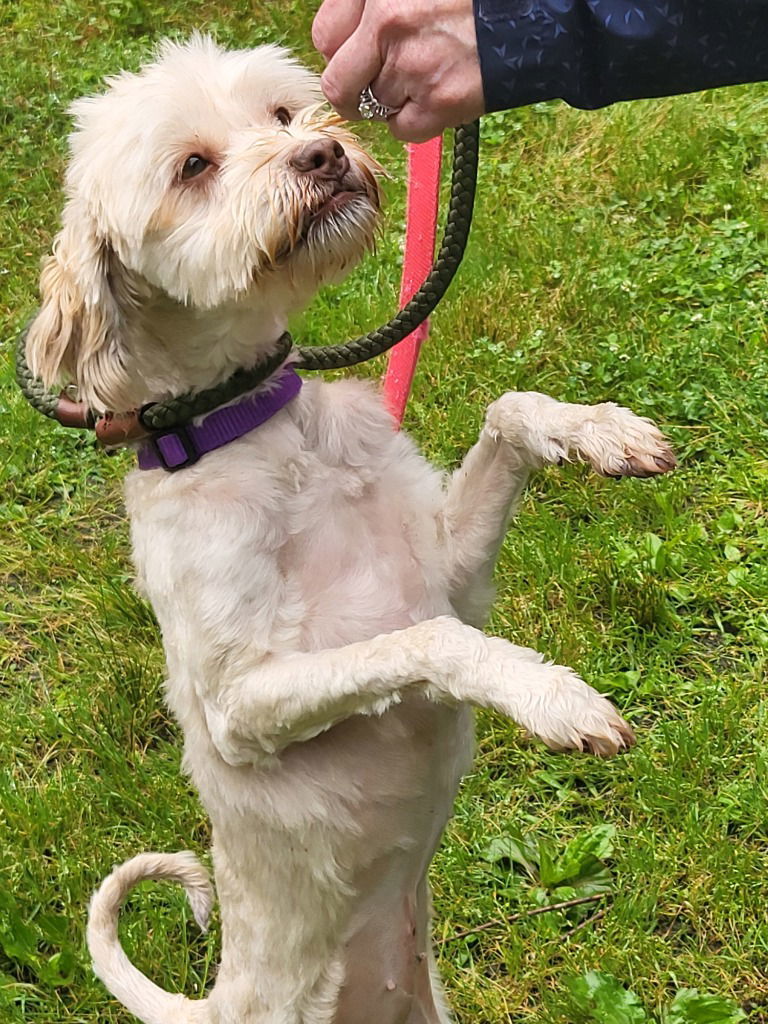 Julep, an adoptable Havanese in Ellijay, GA, 30540 | Photo Image 1