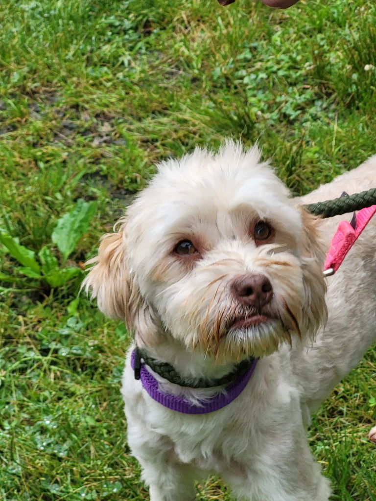 Julep, an adoptable Havanese in Ellijay, GA, 30540 | Photo Image 2