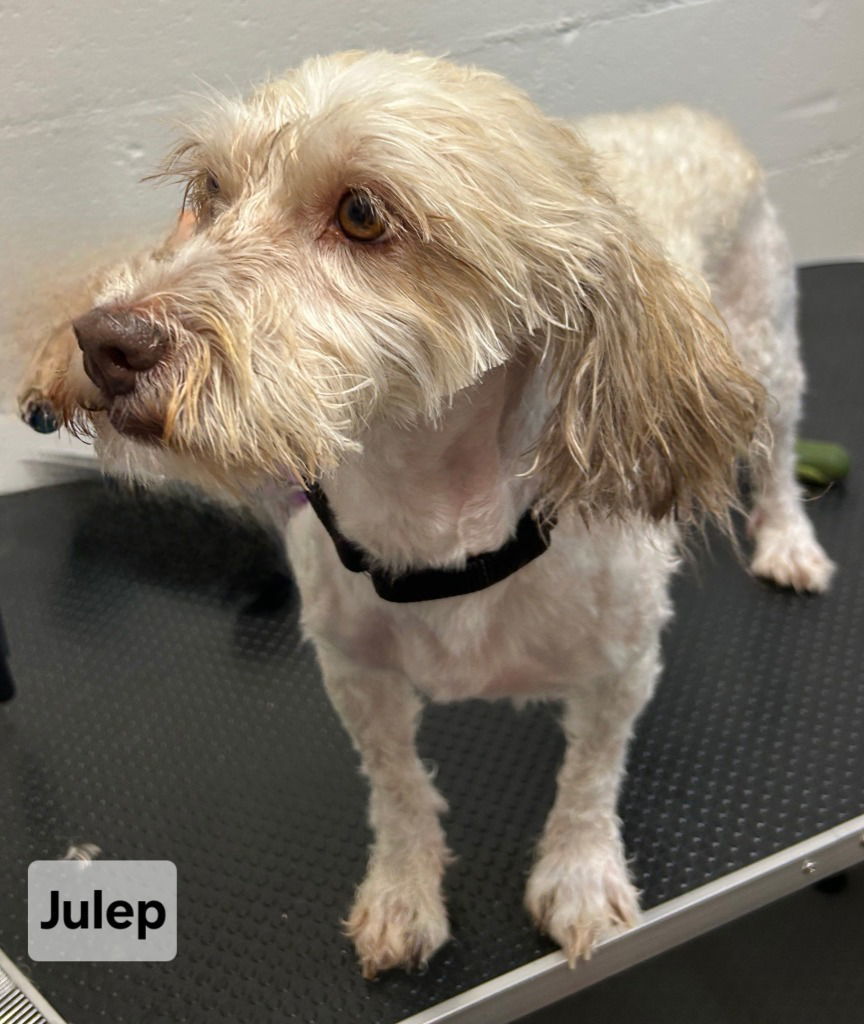 Julep, an adoptable Havanese in Ellijay, GA, 30540 | Photo Image 3