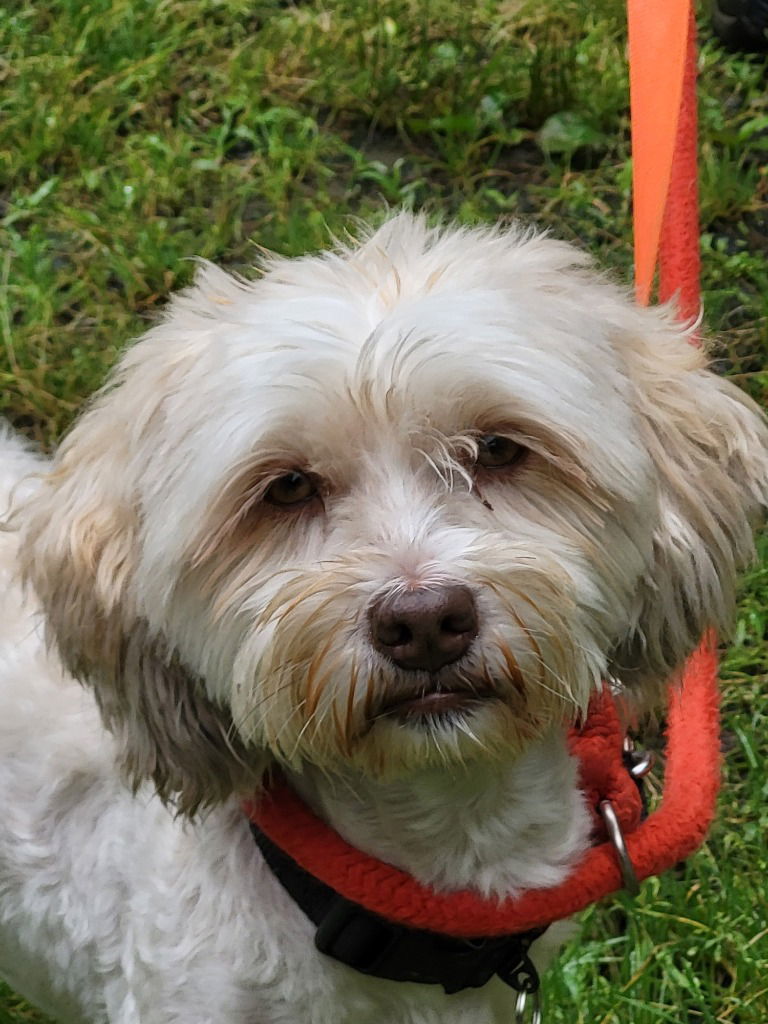 Halo, an adoptable Havanese in Ellijay, GA, 30540 | Photo Image 1