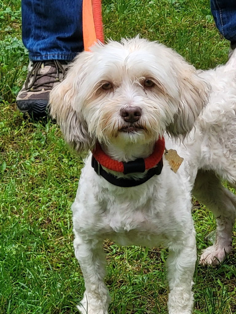 Halo, an adoptable Havanese in Ellijay, GA, 30540 | Photo Image 2
