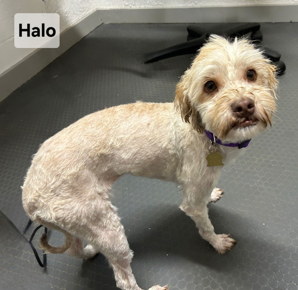 Halo, an adoptable Havanese in Ellijay, GA, 30540 | Photo Image 3