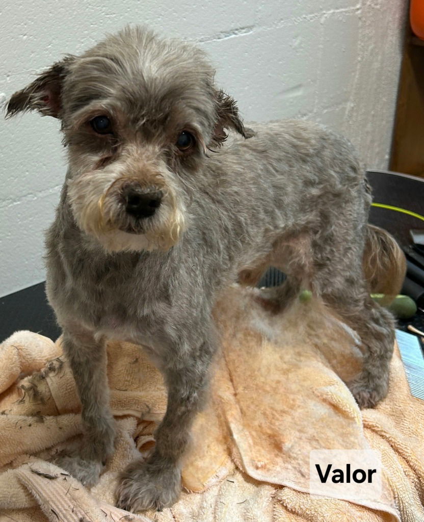 Valor, an adoptable Havanese in Ellijay, GA, 30540 | Photo Image 1