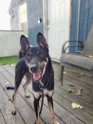 Bobi, Adult Male Mixed Breed