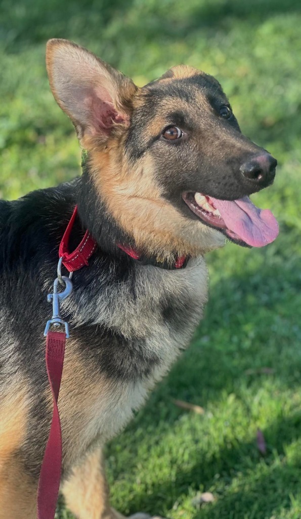 Pookie, an adoptable German Shepherd Dog in Brookings, OR, 97415 | Photo Image 1