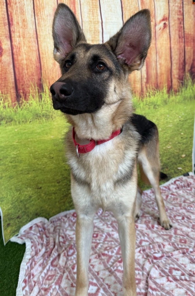 Pookie, an adoptable German Shepherd Dog in Brookings, OR, 97415 | Photo Image 1