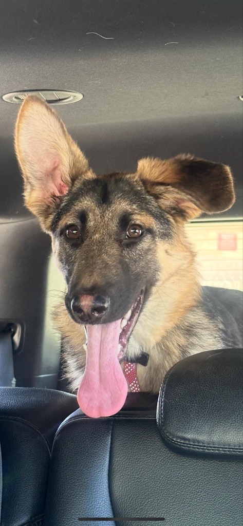 Pookie, an adoptable German Shepherd Dog in Brookings, OR, 97415 | Photo Image 3