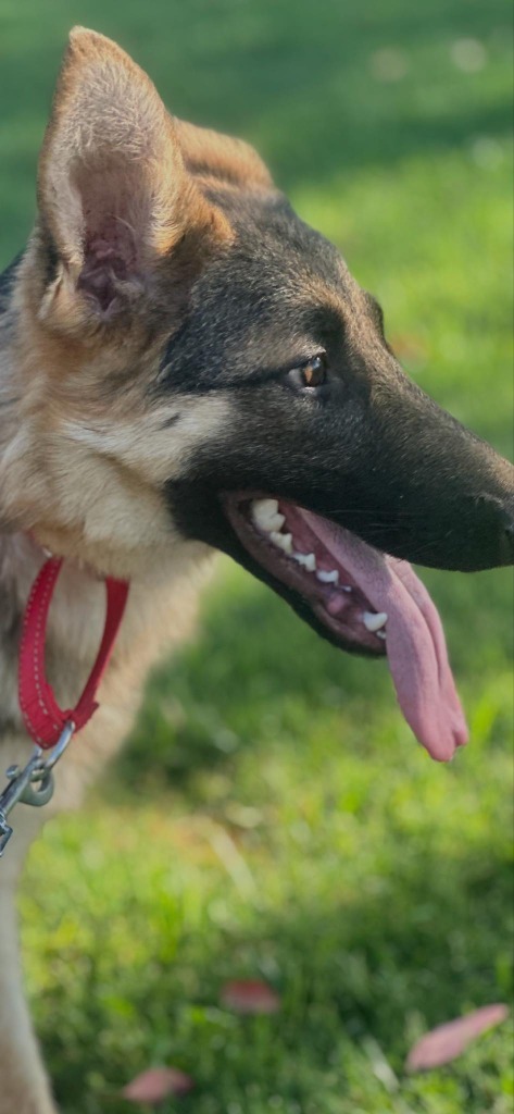 Pookie, an adoptable German Shepherd Dog in Brookings, OR, 97415 | Photo Image 6