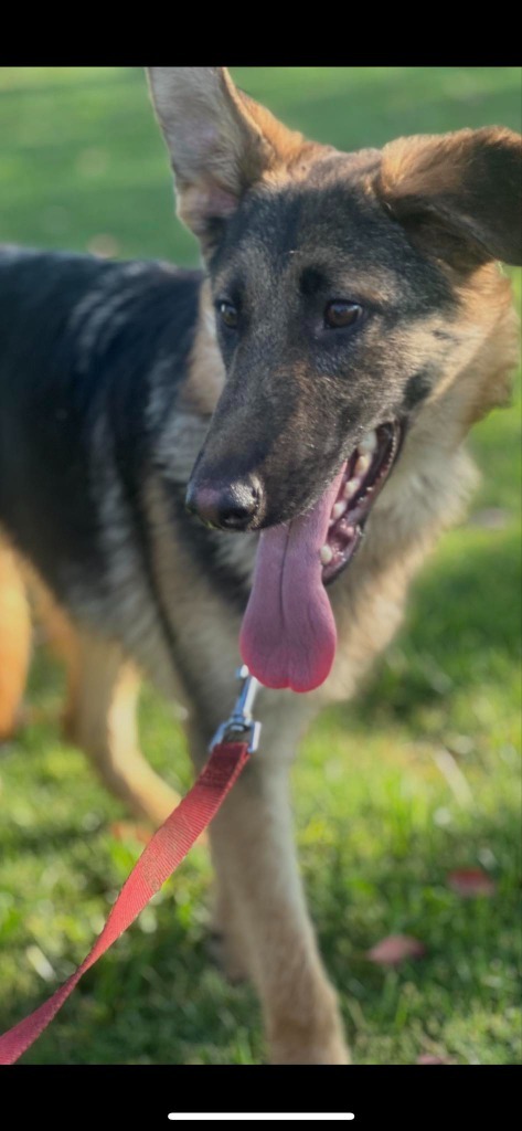 Pookie, an adoptable German Shepherd Dog in Brookings, OR, 97415 | Photo Image 6