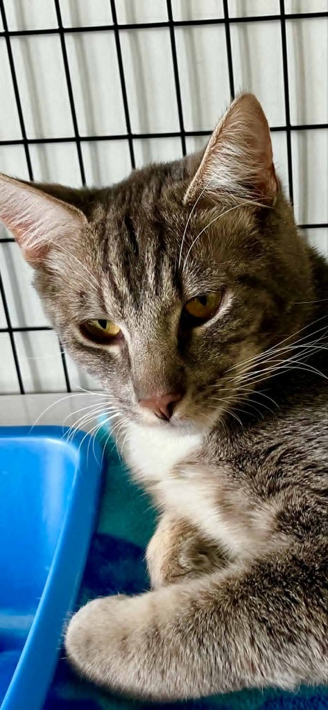 Bobby, an adoptable Domestic Short Hair in Brookings, OR, 97415 | Photo Image 1