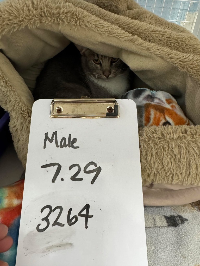 Bobby, an adoptable Domestic Short Hair in Brookings, OR, 97415 | Photo Image 2