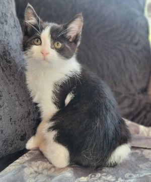 Hooligan, Baby Male Domestic Short Hair
