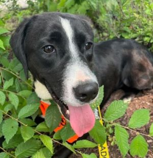 Frannie, Young Female Black Labrador Retriever
