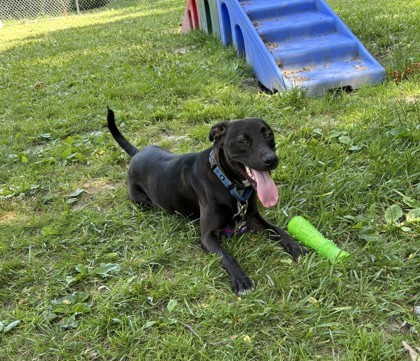 Scout